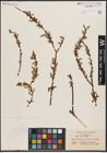Foto von Salix eriocarpa Franch. & Sav.